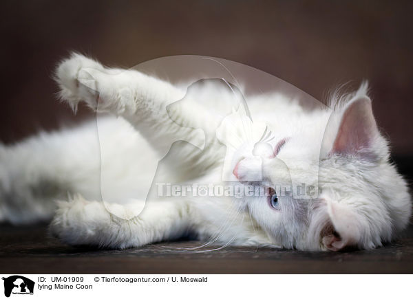 lying Maine Coon / UM-01909