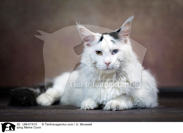 lying Maine Coon / UM-01910