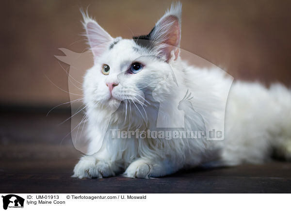 lying Maine Coon / UM-01913