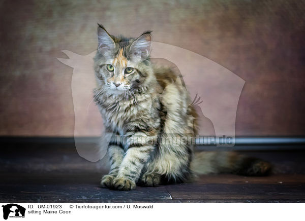 sitting Maine Coon / UM-01923