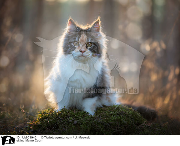 sitting Maine Coon / UM-01940