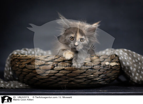Maine Coon Kitten / UM-02074