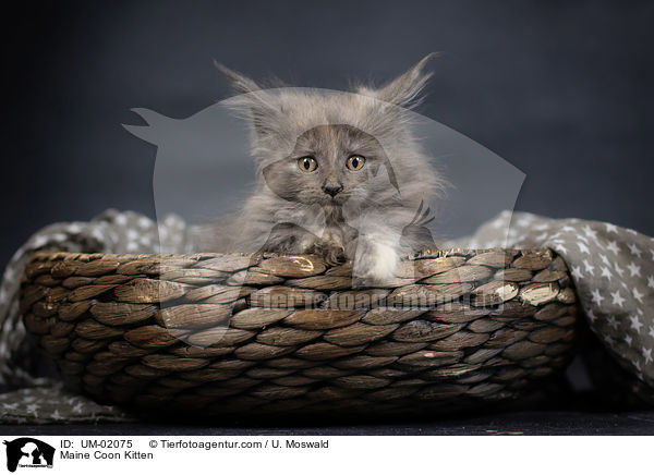 Maine Coon Ktzchen / Maine Coon Kitten / UM-02075