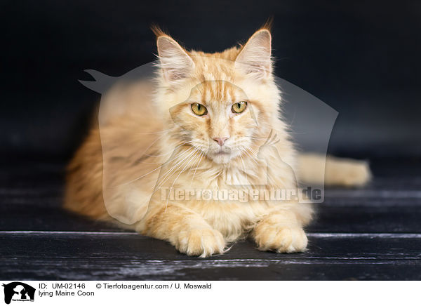 lying Maine Coon / UM-02146