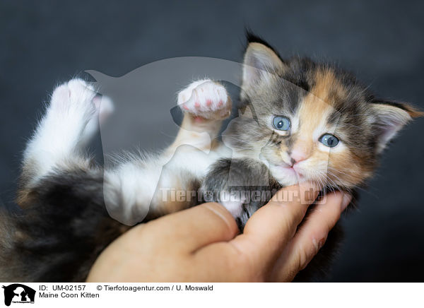 Maine Coon Kitten / UM-02157