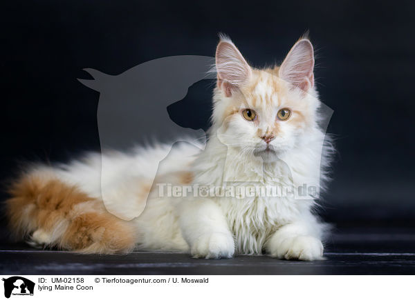 lying Maine Coon / UM-02158