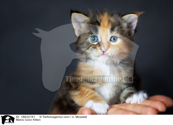 Maine Coon Kitten / UM-02161
