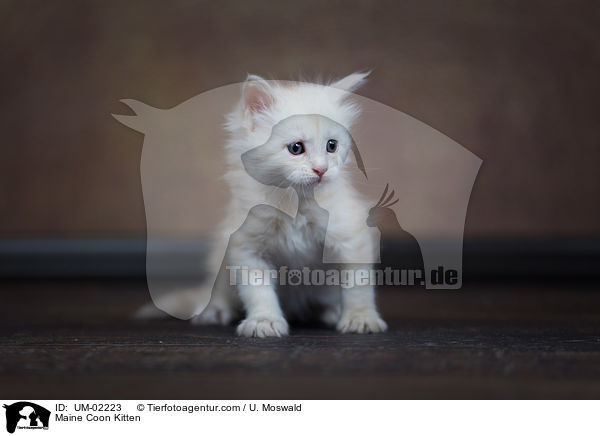 Maine Coon Kitten / UM-02223