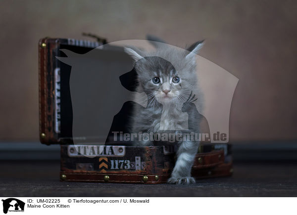 Maine Coon Kitten / UM-02225