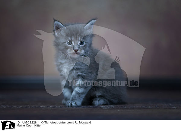 Maine Coon Kitten / UM-02228