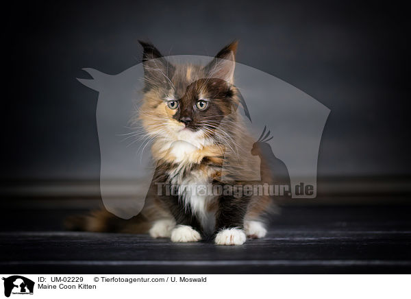 Maine Coon Kitten / UM-02229