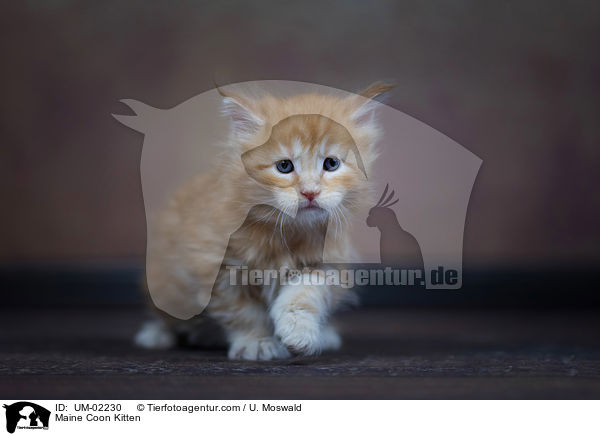 Maine Coon Kitten / UM-02230
