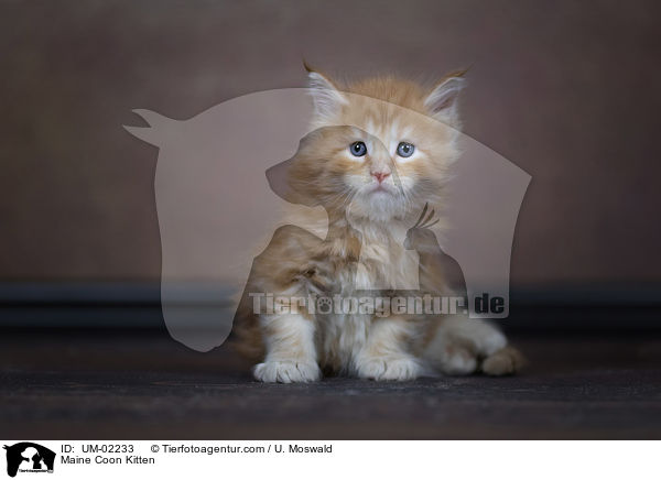 Maine Coon Kitten / UM-02233