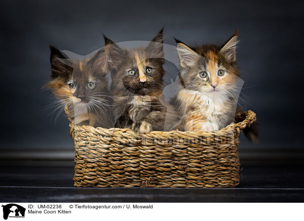 Maine Coon Kitten / UM-02238