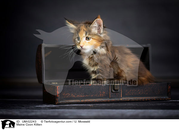 Maine Coon Ktzchen / Maine Coon Kitten / UM-02243