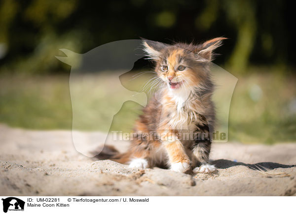 Maine Coon Kitten / UM-02281