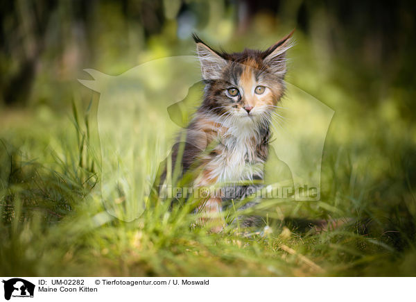 Maine Coon Kitten / UM-02282