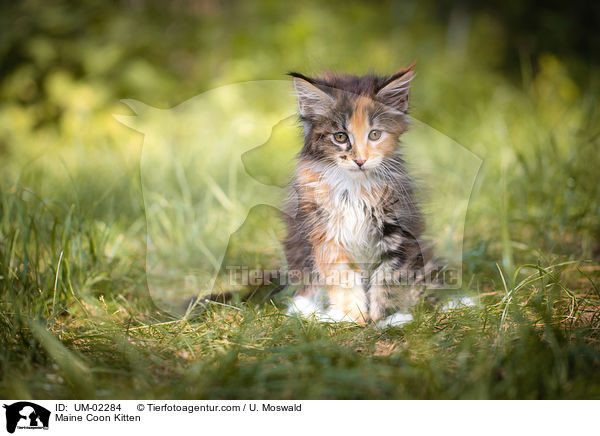 Maine Coon Ktzchen / Maine Coon Kitten / UM-02284