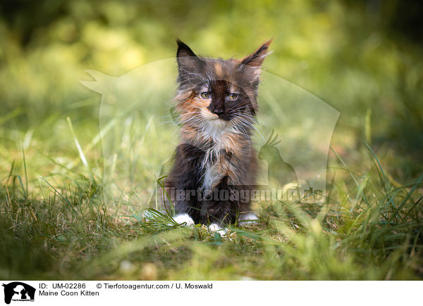 Maine Coon Kitten / UM-02286