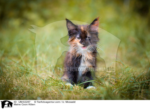 Maine Coon Kitten / UM-02287