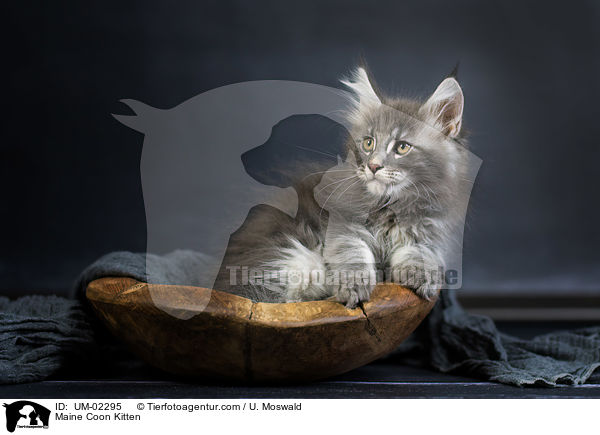 Maine Coon Ktzchen / Maine Coon Kitten / UM-02295
