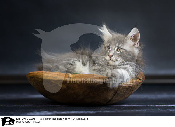 Maine Coon Ktzchen / Maine Coon Kitten / UM-02296