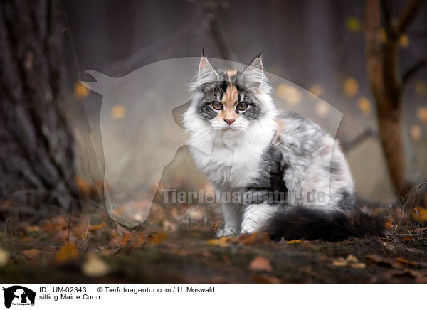 sitzende Maine Coon / sitting Maine Coon / UM-02343
