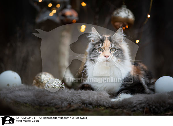 liegende Maine Coon / lying Maine Coon / UM-02404