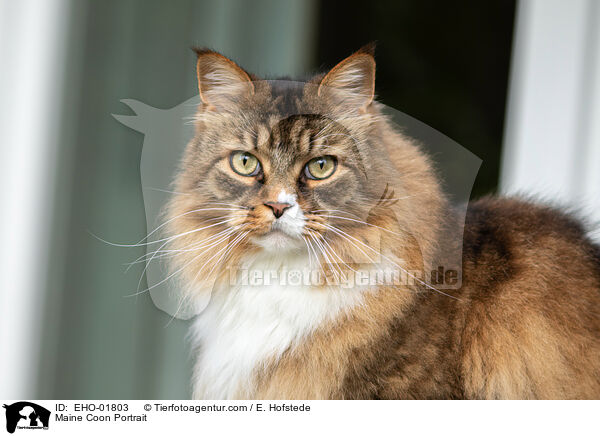 Maine Coon Portrait / Maine Coon Portrait / EHO-01803