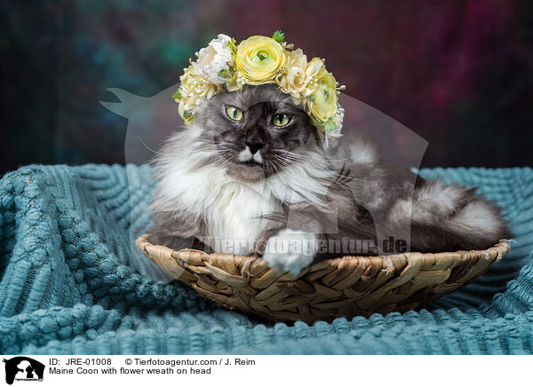 Maine Coon with flower wreath on head / JRE-01008