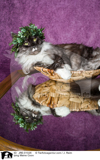 lying Maine Coon / JRE-01026