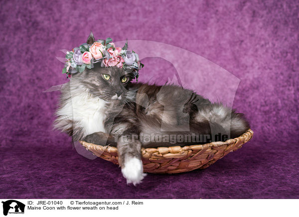 Maine Coon mit Blumenkranz auf dem Kopf / Maine Coon with flower wreath on head / JRE-01040