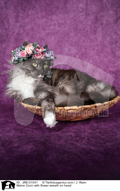Maine Coon with flower wreath on head / JRE-01041