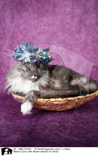 Maine Coon mit Blumenkranz auf dem Kopf / Maine Coon with flower wreath on head / JRE-01044