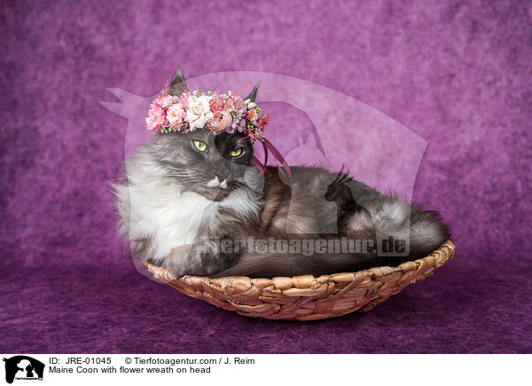 Maine Coon mit Blumenkranz auf dem Kopf / Maine Coon with flower wreath on head / JRE-01045