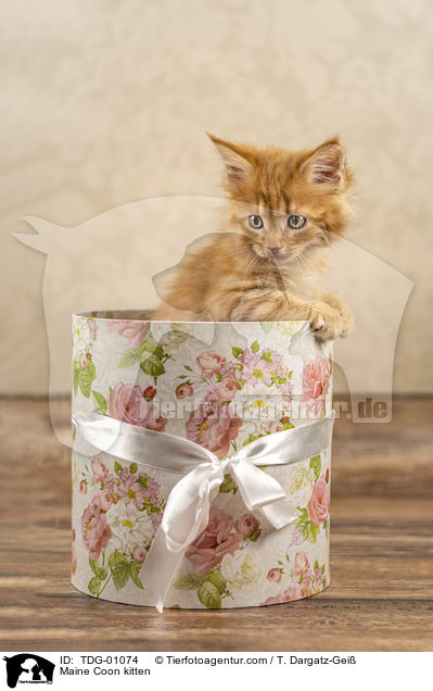 Maine Coon Ktzchen / Maine Coon kitten / TDG-01074