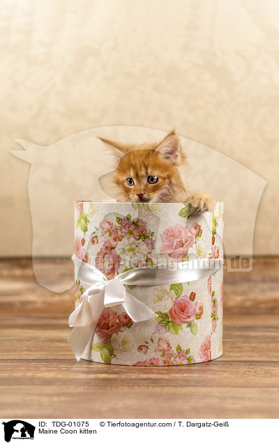 Maine Coon Ktzchen / Maine Coon kitten / TDG-01075