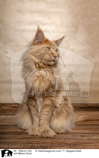 red Maine Coon / TDG-01120