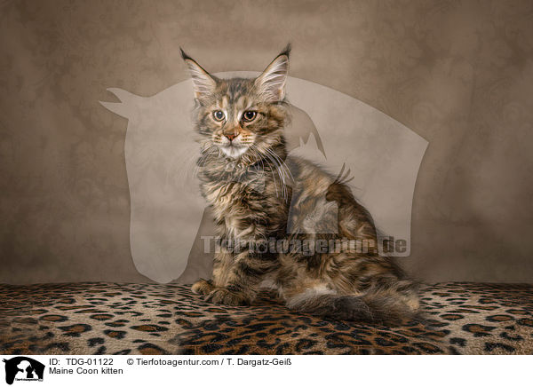 Maine Coon kitten / TDG-01122