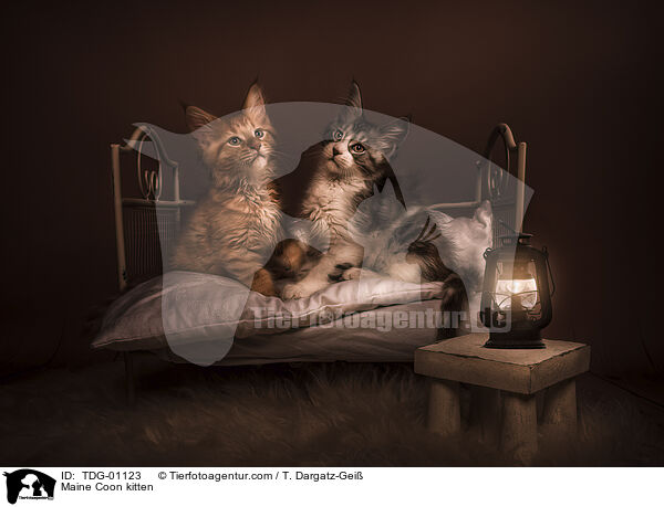 Maine Coon kitten / TDG-01123