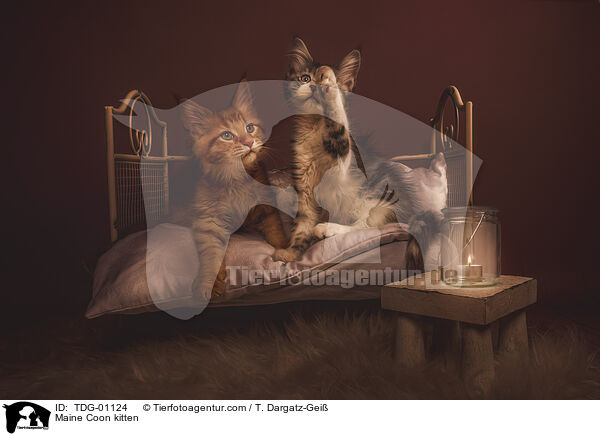Maine Coon kitten / TDG-01124