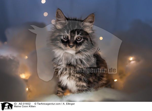 Maine Coon Kitten / AE-01602