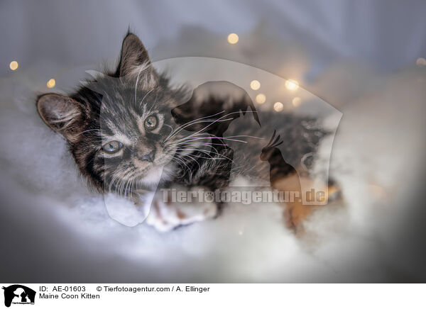Maine Coon Kitten / AE-01603