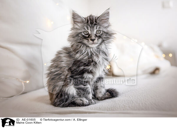 Maine Coon Kitten / AE-01605