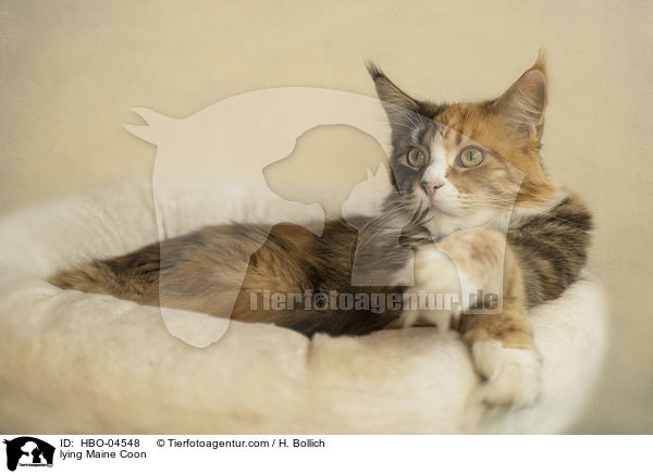 liegende Maine Coon / lying Maine Coon / HBO-04548