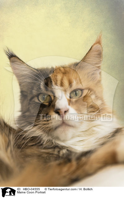 Maine Coon Portrait / HBO-04555