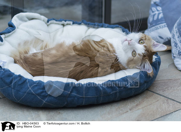 lying Maine Coon / HBO-04563