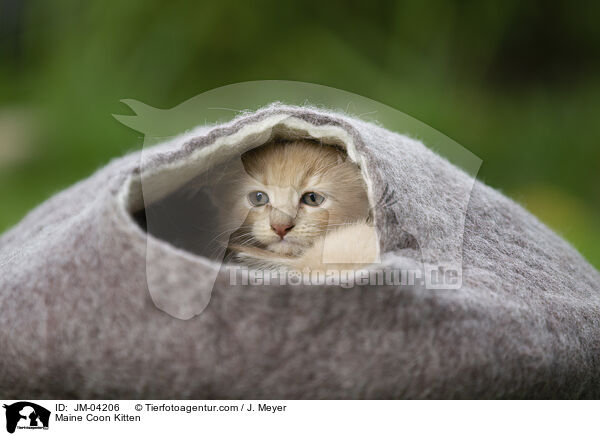Maine Coon Ktzchen / Maine Coon Kitten / JM-04206
