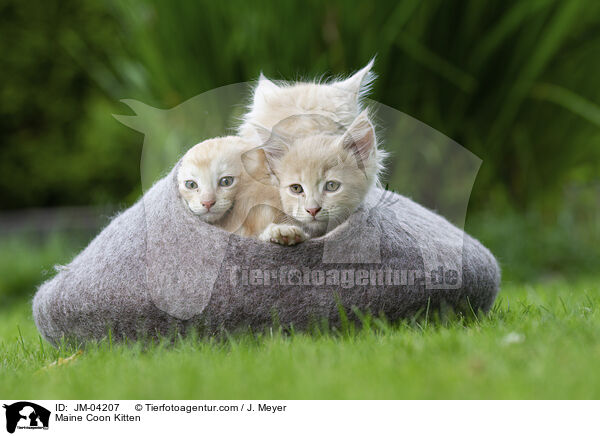 Maine Coon Kitten / JM-04207