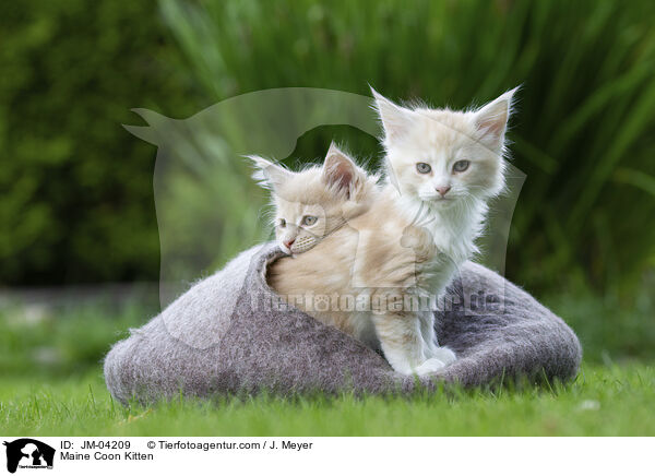 Maine Coon Kitten / JM-04209